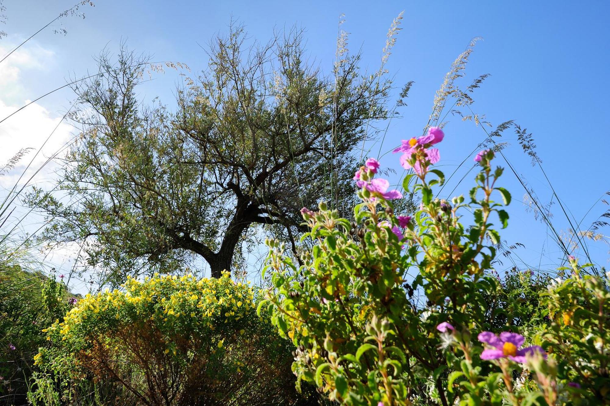Kallikoros Country Resort & Spa Noto Exteriör bild