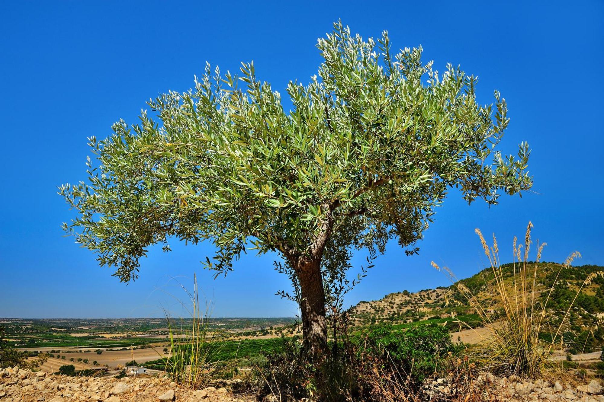 Kallikoros Country Resort & Spa Noto Exteriör bild
